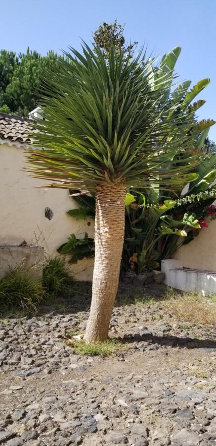 La Casita De La Vega Icod De Los Vinos Exterior foto